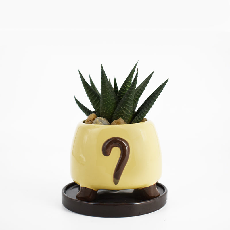 A TeeTurtle Cat Planter with a feline flair featuring a question mark.