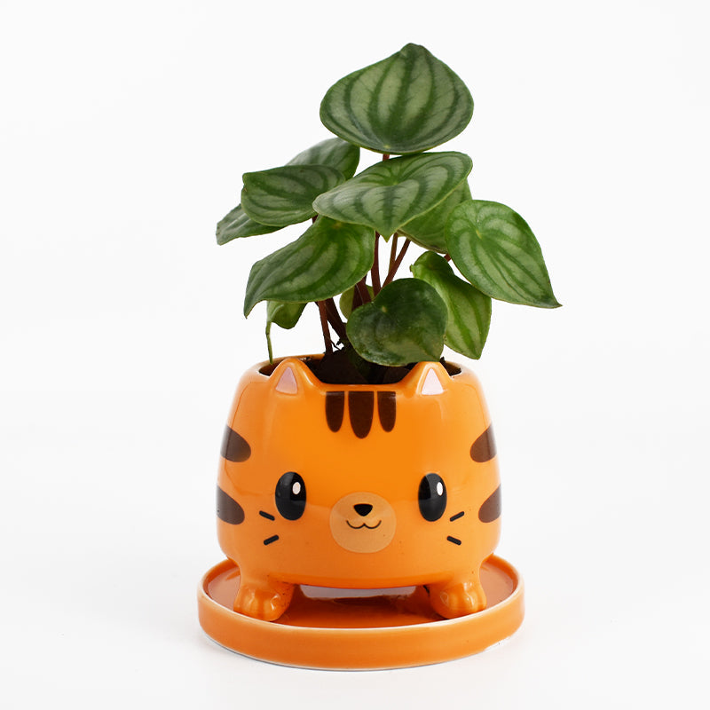 A TeeTurtle Cat Planter for home decor.